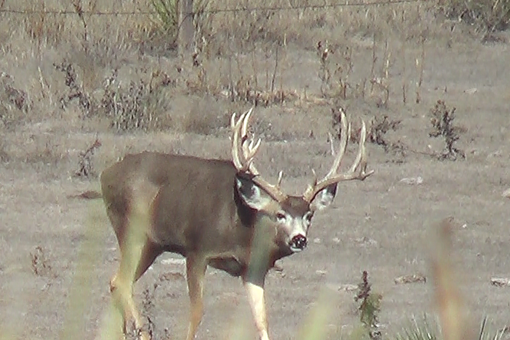 Giant Muledeer Buck taken with Heads Up Decoy