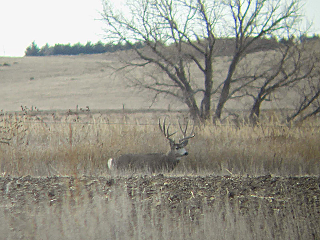 Muledeer Where the Wind Blows