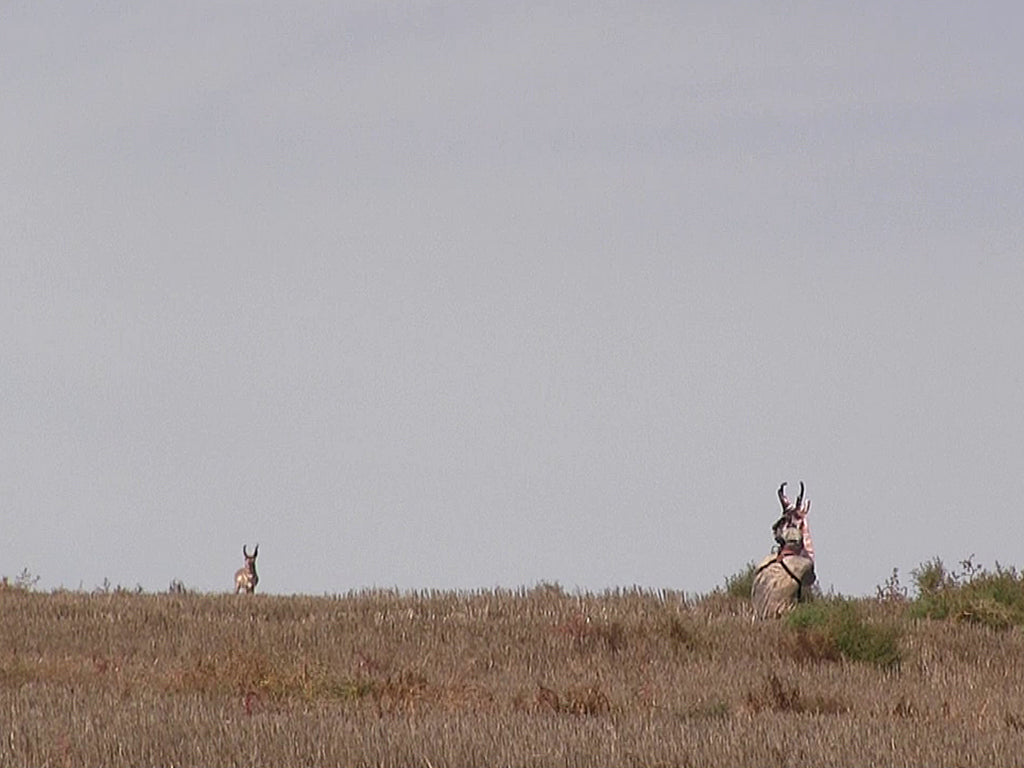 Antelope Buck Archery Decoy Heads Up Decoy