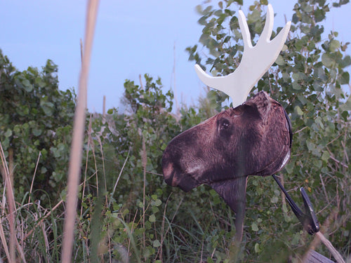 Heads Up Moose Decoy
