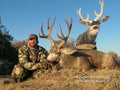 Giant mule deer buck with Heads Up Decoy