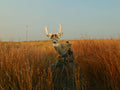 Heads Up Whitetail Buck Decoy is bow mountable