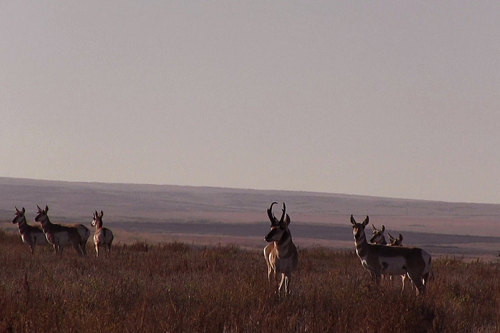 Antelope Spot and Stalk Bowhunting with Heads Up Decoy