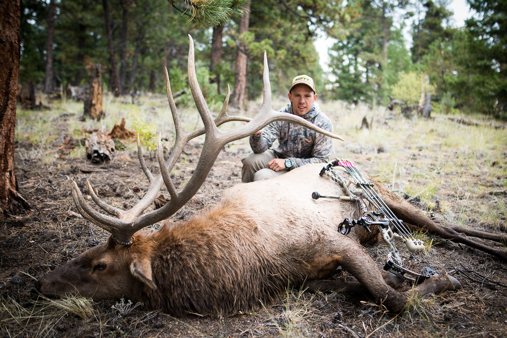 Colorado Bull Elk: Come Back for More