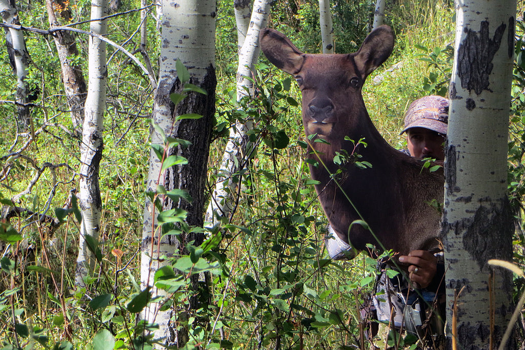 Cow Elk Decoy | New Design for 2022!