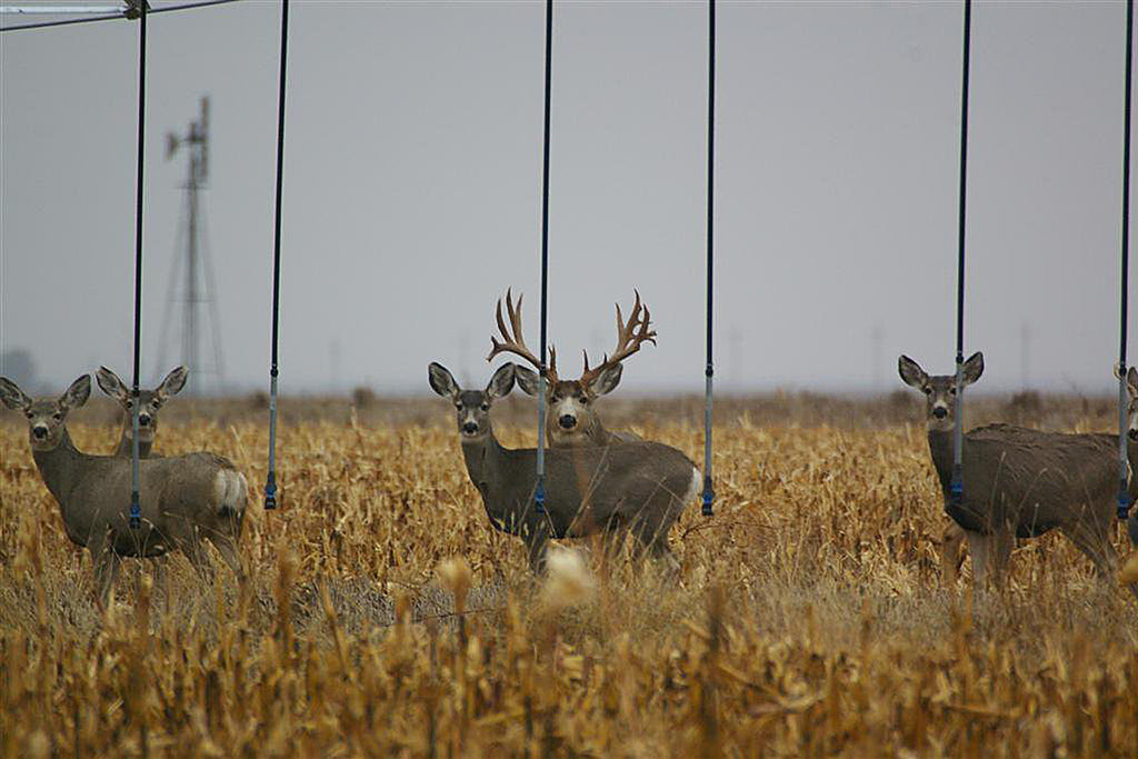 Be Aggressive For Mule Deer Success: Heads Up Decoy How-To