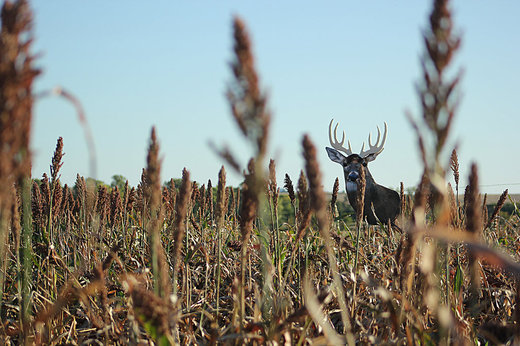 Standing Crops: A Bowhunter's Friend or Foe