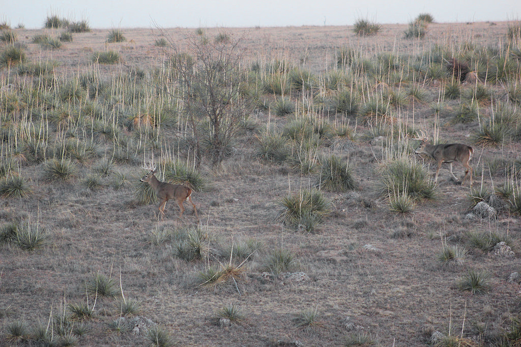 Aggressive Bowhunting During the Whitetail Rut with Heads Up Decoy