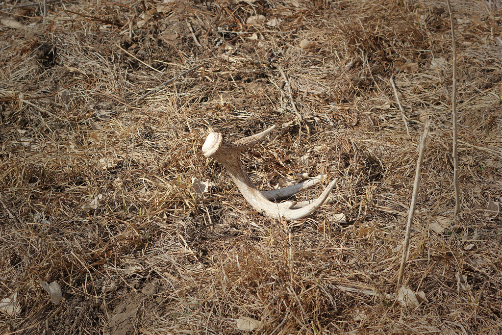 Shed Hunting and Scouting for Whitetail Bucks