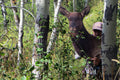 Cow Elk Decoy for bow hunting, Heads Up Decoy Elk hunting mobile decoy. bowhunting elk decoy