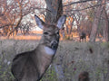 effective bowhunting decoy for attracting big bucks during the rut