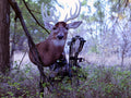 bowhunting whitetails with heads up decoy