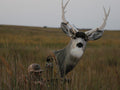 Mule deer buck decoy Heads Up Decoy