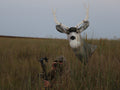 spot and stalk bowhunting Mule deer hunting with a decoy