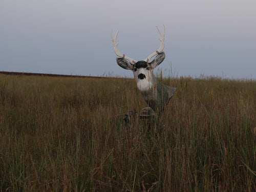 Mule Deer Buck Decoy for spot and stalk bowhunting
