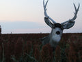 How to hunt mule deer with a decoy. Mule deer buck in milo field